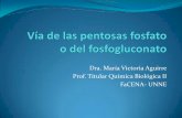 Dra. María Victoria Aguirre Prof. Titular Química ...ecaths1.s3.amazonaws.com/quimicabiologica2/1739737600.Via de las... · fosfogluconato) es una ruta alternativa para la degradación
