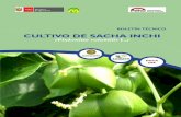 CULTIVO DE SACHA INCHI - inkanat.org · de Sacha Inchi de Ucayali, que recoge la experiencia de reconocidos profesionales de la Dirección Regional Sectorial de Agricultura del Go-