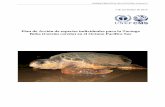 Plan de Acción de especies individuales para la Tortuga ... · tortuga boba alimentándose en Fiji y las actividades de seguimiento han mostrado que entran en sus aguas Al llegar