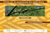 AVES de la provincia de MÁLAGA PICO MENOR …static.malaga.es/malaga/subidas/descargas/archivos/8/1/271918/pico... · Especie forestal con preferencia por masas de bosque caducifolio,