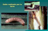 Daño realizado por la larva - ecaths1.s3.amazonaws.comecaths1.s3.amazonaws.com/zoologiaagricolaunt/281541225.Lepidopter… · El brote se seca por encima del lugar donde se encuentra