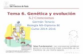 Tema 6. Genética y evolución - dpbiologia.weebly.comdpbiologia.weebly.com/uploads/2/1/5/5/21553524/gtp_t6.genética_y... · Tema 6. Genética y evolución 6.2 Cromosomas Idea Fundamental: