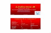 Alfredo Prieto Martín Área de Inmunología, Universidad de ... B_2009.pdf · Linfocitos B vs. Linfocitos T Origen ag extracell intracell Afinidad Alta Baja Secreción Si No Receptor