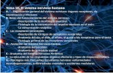 Tema 10. El sistema nervioso humano - Iniciobiologiaygeologia.weebly.com/uploads/9/1/0/5/9105909/tema_10... · -Fisiología de la transmisión del impulso nervioso en el ... El sentido