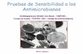 Pruebas de Sensibilidad a los Antimicrobianos · INTERPRETACIÓN E INFORME •Los halos de sensibilidad medidos en mm, se interpretan de acuerdo a ... Microorganismo patógeno