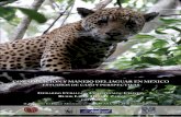 II Simposio El Jaguar Mexicano en el Siglo XXI, 21 a …webpage.pace.edu/mgrigione/docs/Conservación_Jaguar_en_México... · dad resultante de la cacería furtiva reduce significativamente