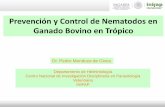 Prevención y Control de Nematodos en Ganado Bovino … · 23 Uso de plantas en el control de parásitos Acacia auriculaeformis. Allium sativum (ajo común). Artemisia abrotanum (abrótano