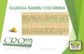 GUADUA BAMBU COLOMBIA · 2015-10-13 · Guadua Común y Seleccionada GUADUA COMUN: es aquella que no cuenta con selección ni corte especial y es usada regularmente en trabajos como