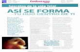 ASI SE FORMA - traumatologiainfantil.com · (disco embrionario). Es entonces cuan- ... A lo largo de la tercera semana, ese disco se enrolla para formar un cilindro. Pocos días después,