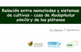 Relación entre nematodes y sistemas de cultivos - caso de ...agritrop.cirad.fr/558122/1/document_558122.pdf · Desarrollo de nuevos sistemas de producción basados en la remediación