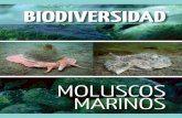 BIODIVERSIDAD - bosquesargentinos.com · ¿Cuáles son las principales temáticas abordadas por el grupo de trabajo? ... dorsales calcáreas, las cuales sirven de protección a las