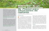 ROOTPAC R: un nuevo portainjerto de Prunus pararootpac.com/sites/default/files/rootpac-issues/rf15pino_0.pdf · revista de Fruticultura 3 ... Prueba de rango Múltiple de duncan (LSd