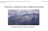 ÁRBOLES Y ARBUSTOS DEL PIRINEO ARAGONÉSservicios.educarm.es/.../websDinamicas/20/rbolesarbustospirineo.pdf · Árboles y arbustos del pirineo aragonÉs parque natural posets-maladeta