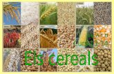 Morfologia dels cereals - Som Cooperativa · Morfologia dels cereals Els cereals són plantes herbàcies monocotiledònies de ... el blat, la civada, l'arròs, el sègol, el blat