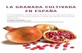 LA GRANADA CULTIVADA EN ESPAÑA - Zumo de Granada · Un ejemplo claro es la granada, uno de los primeros ... - Grano grueso, rojo oscuro y semilla muy reducida y blanda. - Madura