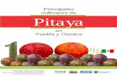 Principales cultivares de Pitaya - gob.mx · La descripción de los materiales incluye información cuantitativa y cualitativa de planta y fruto. En tallo se incluye principalmente,