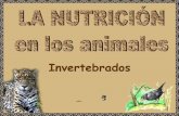 FUNCIÓN DE NUTRICIÓNiespoetaclaudio.centros.educa.jcyl.es/sitio/upload/nutricion1_in... · LA NUTRICIÓN en ANIMALES con POCA ACTIVIDAD METABÓLICA Obtienen los nutrientes y eliminan