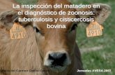 La inspección del matadero en el diagnóstico de zoonosis ... DEL MATADERO EN... · tuberculosis y cisticercosis bovina María del Carmen García Castro Jornadas AVESA 2007. Introducción.