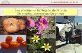 Las plantas en la Región de Murcia Diversidad ... · UNIVERSIDAD DE MURCIA Aula de Mayores Las plantas en la Región de Murcia Diversidad, conservación y usos Las plantas en la