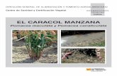 EL CARACOL MANZANA - aragon.es³n_Vegetal/... · Centro de Sanidad y Certificación Vegetal INFORMACIONES TÉCNICAS 2/2014 EL CARACOL MANZANA Pomacea maculata y Pomacea canaliculata