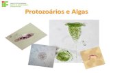 Protozoários e Algas - · PDF fileReino Protista •Eucariontes •Unicelulares e pluricelulares •Autótrofos e heterótrofos. Protozoários. Reprodução •Geralmente assexuada