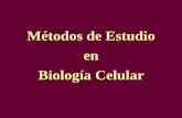 Métodos de Estudio en Biología Celularecaths1.s3.amazonaws.com/biologiacelularymolecular/208112528.2... · resolución del microscopio común •Es usada en el estudio de pequeñas
