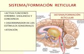 FISIOLOGÍA DE LA CONDUCTA · SISTEMA LÍMBICO o CEREBRO EMOCIONAL Formado por varias estructuras: tálamo, hipotálamo, hipocampo y amígdala Situado debajo de la corteza