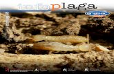 infoplaga 28 - Anasac Control · insectos quienes realizan la acción de control biológico”. ... con la condición de crianza en laboratorios, ... recalcó la importancia de continuar