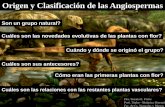 Origen y Clasificación de las Angiospermas - UNLP 11... · Cuál es la diferencia más importante entre el sistema de Cronquist y las posteriores clasificaciones cladistas? Mencione
