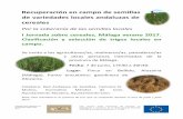 Recuperación en campo de semillas de variedades locales ... · I Jornada sobre cereales, Málaga verano 2017. Clasificación y selección de trigos locales en campo. Se invita a