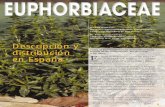 Descripción y distribución (EUFORBIÁCEAS) en Españalap.uab.cat/aerobiologia/general/pdf/altres/euphor.pdf · citados, porque está formado por plantas dioicas y anemófi-las,