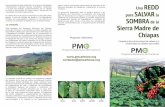 Una REDD para SALVAR la SOMBRA Sierra Madre de Chiapaspmcarbono.org/pmc/descargas/proyectos/Triptico_Roya-Cafe-final.pdf · Campaña a favor de los acervos de carbono y la biodiversidad