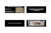 MSc. Ejemplos de icnofósiles Asistente Gr. 2 DT ...cuencas.fcien.edu.uy/cursos/materiales/PRACTICO ICNOLOGIA bio2012.pdf · fósiles de insectos. ... Se observa frecuenemente el