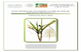 Ficha Técnica del Cultivo de la Caña de Azúcar (Saccharum ... · de energía eléctrica usándolo como combustible en calderas para la mayoría de los ... de buena humedad en el