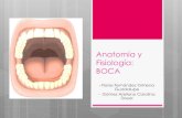 Anatomía y Fisiología: BOCA · LABIOS Los labios forman la cavidad o el límite anterior de la cavidad oral. Son pliegues carnosos que rodean la abertura de la boca. Contienen el