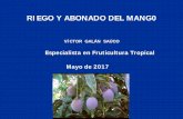 RIEGO Y ABONADO DEL MANG0 - mangoz.org.mx · daños por sales . Momentos críticos para el riego . Fase juvenil → Riego todo el año → rápido crecimiento. ... fluctuaciones de