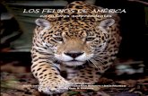 AMÉR CA Foto: Patricia Manzano - veterinaria.uchile.cl · A lo largo de la cordillera de los Andes el zorro culpeo comparte su hábitat y las presas con el gato andino, el gato de