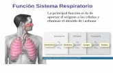 Función Sistema Respiratorio - Universidad de Murcia · La principal función es la de ... humedad.... Episodios de contaminación atmosférica o aumento de la carga alergénica