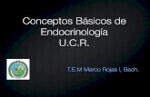 Conceptos Básicos de Endocrinología U.C.R. · las hormonas de secreción interna (endocrinas) y las de secreción externa (exocrinas) o secretadas hacia una luz, por ejemplo, las