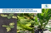 Guía de identificación de fitotoxicidad por herbicidacreasurdesantafe.com.ar/wp-content/uploads/2017/01/GUIA-FITO-1.PDF.pdf · I GUÍA DE INDENTIFICACIÓN DE FITOTOXICIDAD POR HERBICIDA.
