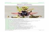 Orchidaceae Ophrys sphegodes - AsoJaen · Ophrys sphegodes Página 3 de 3 Descripción, distribución y otras fotografías Observaciones Flora Iberica: Tubérculos 2(3), subglobosos,
