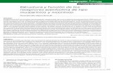 Artículo de revisión Estructura y función de los ... · 316 Rev Mex Neuroci 2005; 6(4) pdf elaborado por medigraphic síntesis de acetilcolina) y enzimas de síntesis y de-gradación