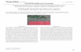 Revista Científica ISSN 1998-8850 PRODUCCIÓN DE PLANTASrepositorio.una.edu.ni/3296/1/ppk10u58c.pdf · buidos en un rango entre 60% y 90% con el uso de semi-llas frescas, ... El
