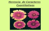 Herencia de Caracteres Cuantitativosecaths1.s3.amazonaws.com/geneticafaz/1137654429.Herencia... · ^Caracteres cualitativos • Presentan fenotipos diferenciables • Varían en forma