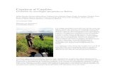 Caminos al Cambio - jefferybentley.com · El Proyecto Laderas (PROLADE) prueba falaris como barreras vivas para la conservación de suelo en los valles de Cochabamba y Santa Cruz.