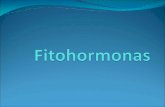 ¿Qué es una fitohormona? - Morfofisiología Vegetalmorfo-fisio-vegetal.yolasite.com/resources/Fitohorm-reducido.pdf · Las conformados a base de adeninas y las que son a base de