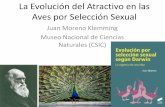 Aves por Selección Sexual - SEO/BirdLife · La Evolución del Atractivo en las Aves por Selección Sexual ... las carreras evolutivas se producen en el seno de ... • Las adaptaciones