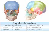 Esqueleto de la cabeza - Departamento de Medicina · Esqueleto de la cabeza. HUESO FRONTAL. Hueso Frontal • Cara Externa: ... Hueso Impar medio, simétrico,irregular; situado en