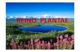 REINO PLANTAE (Metaphyta) [Modo de Compatibilidade] · Briófitas È o grupo de plantas mais primitivo. São pequenas, com no máximo 20 cm de altura. São avasculares, por isso são