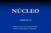 NÚCLEO - ecaths1.s3.amazonaws.comecaths1.s3.amazonaws.com/molecularuader/Nucleo.1484388784.pdf · filamentos de la lámina nuclear se proyecta hacia el interior del núcleo donde